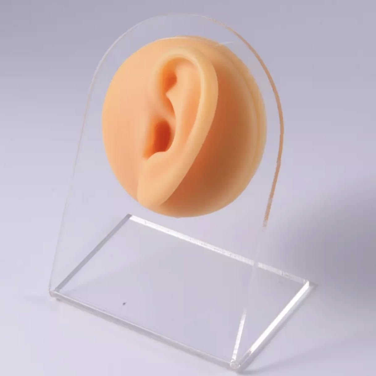 אוזן ימין- צבע גוף עם מעמד