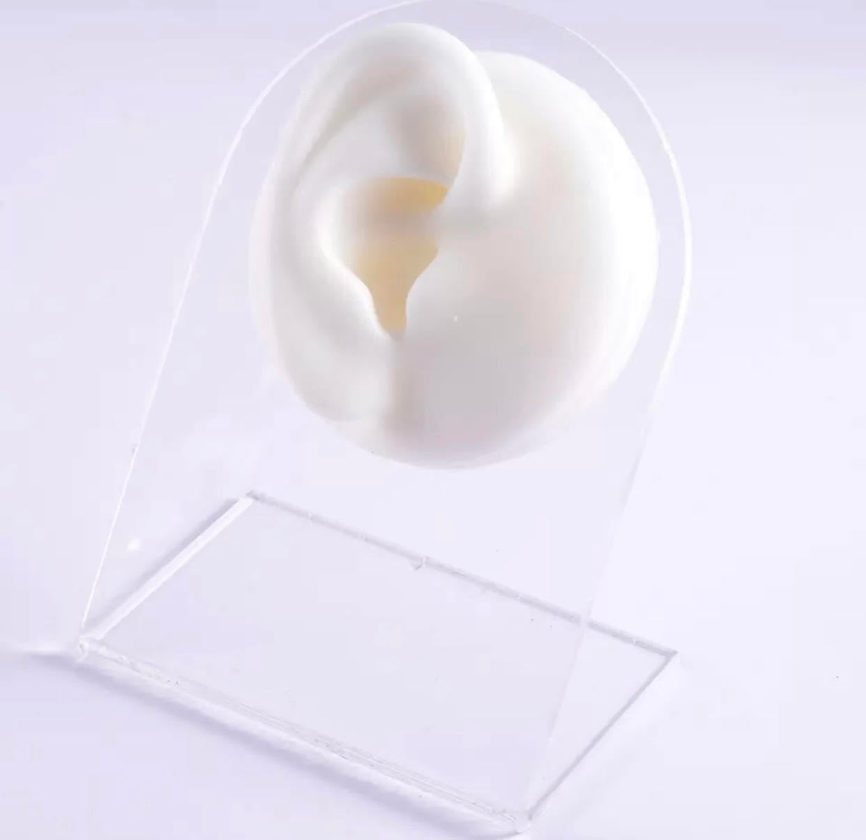 אוזן שמאל- לבן עם מעמד